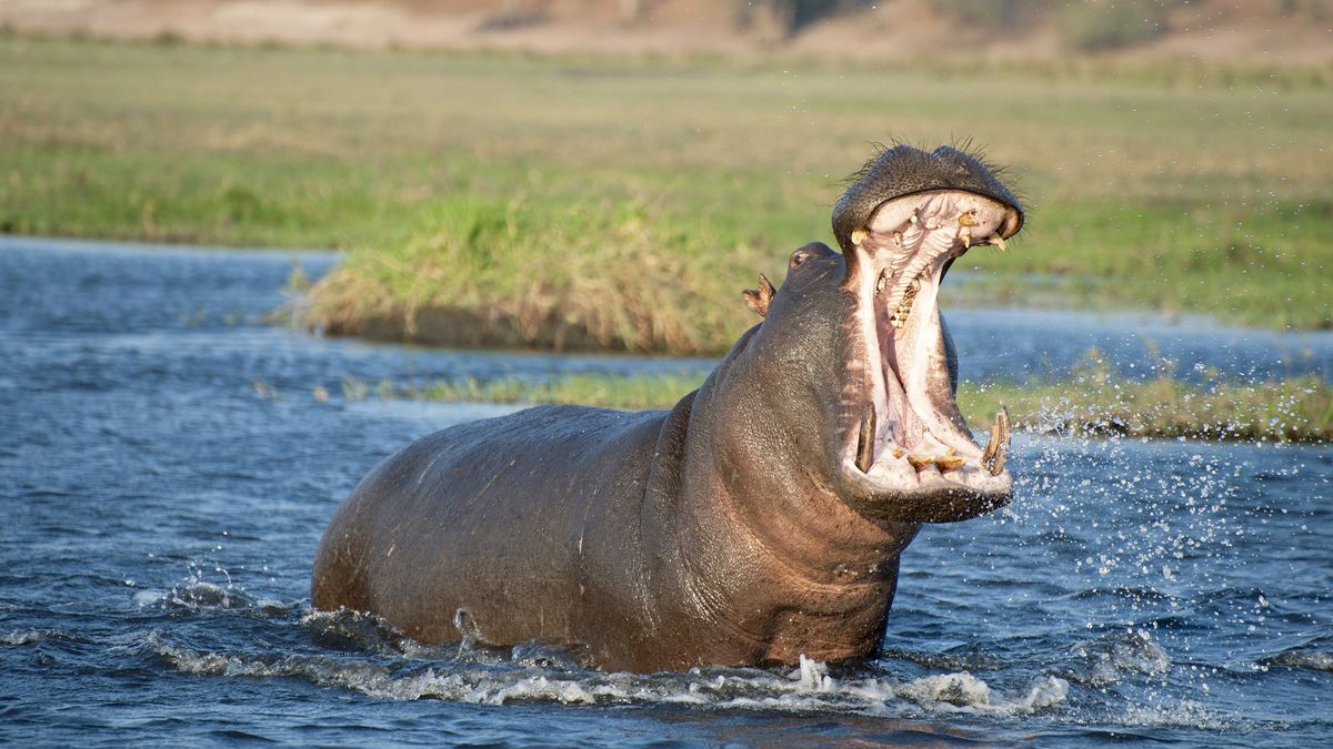 32 of the loudest animals on Earth | Live Science