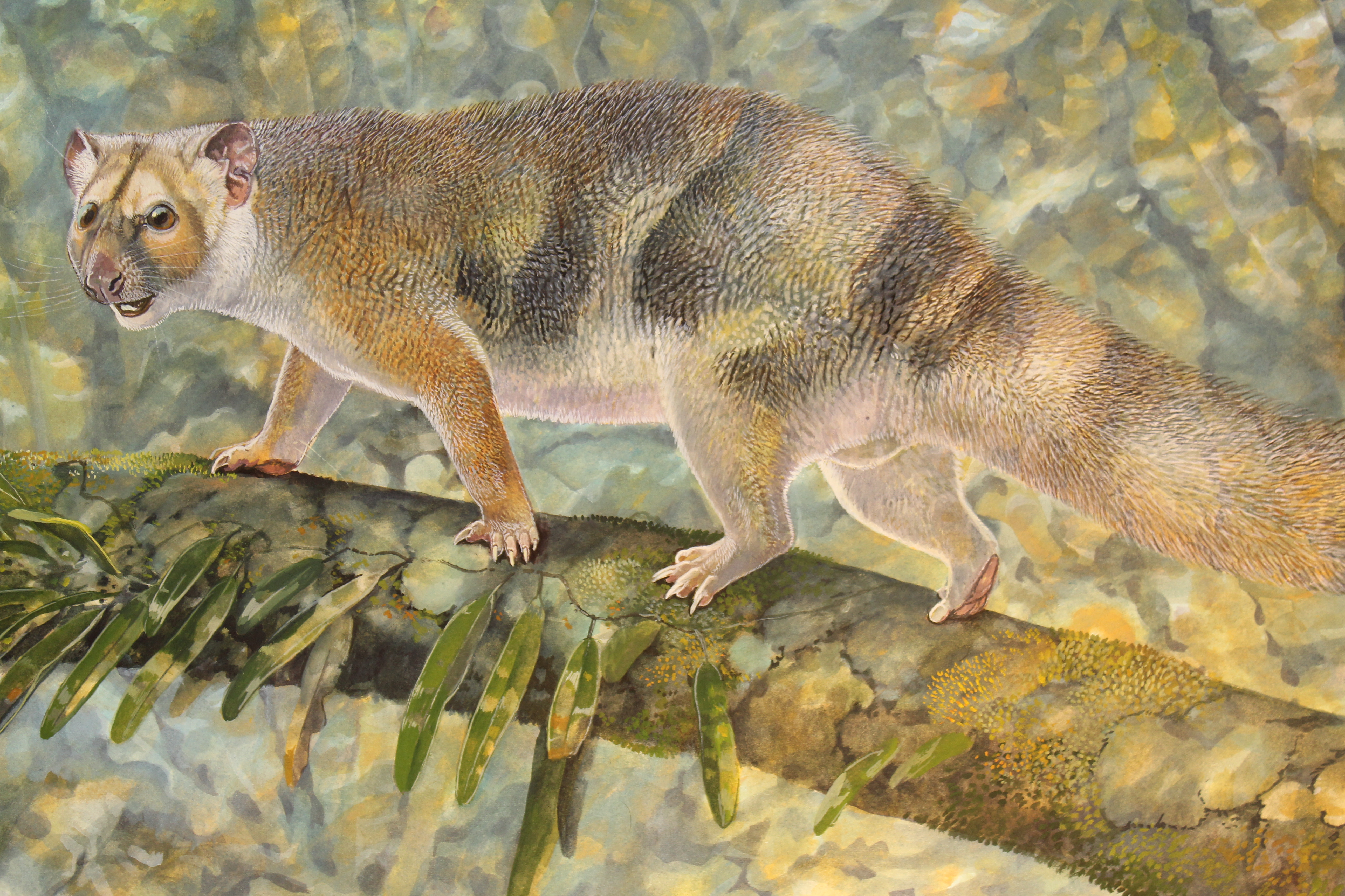 Reconstruction by palaeoartist Peter Schouten of Microleo attenboroughi prowling along the branches of rainforest trees in search of prey.