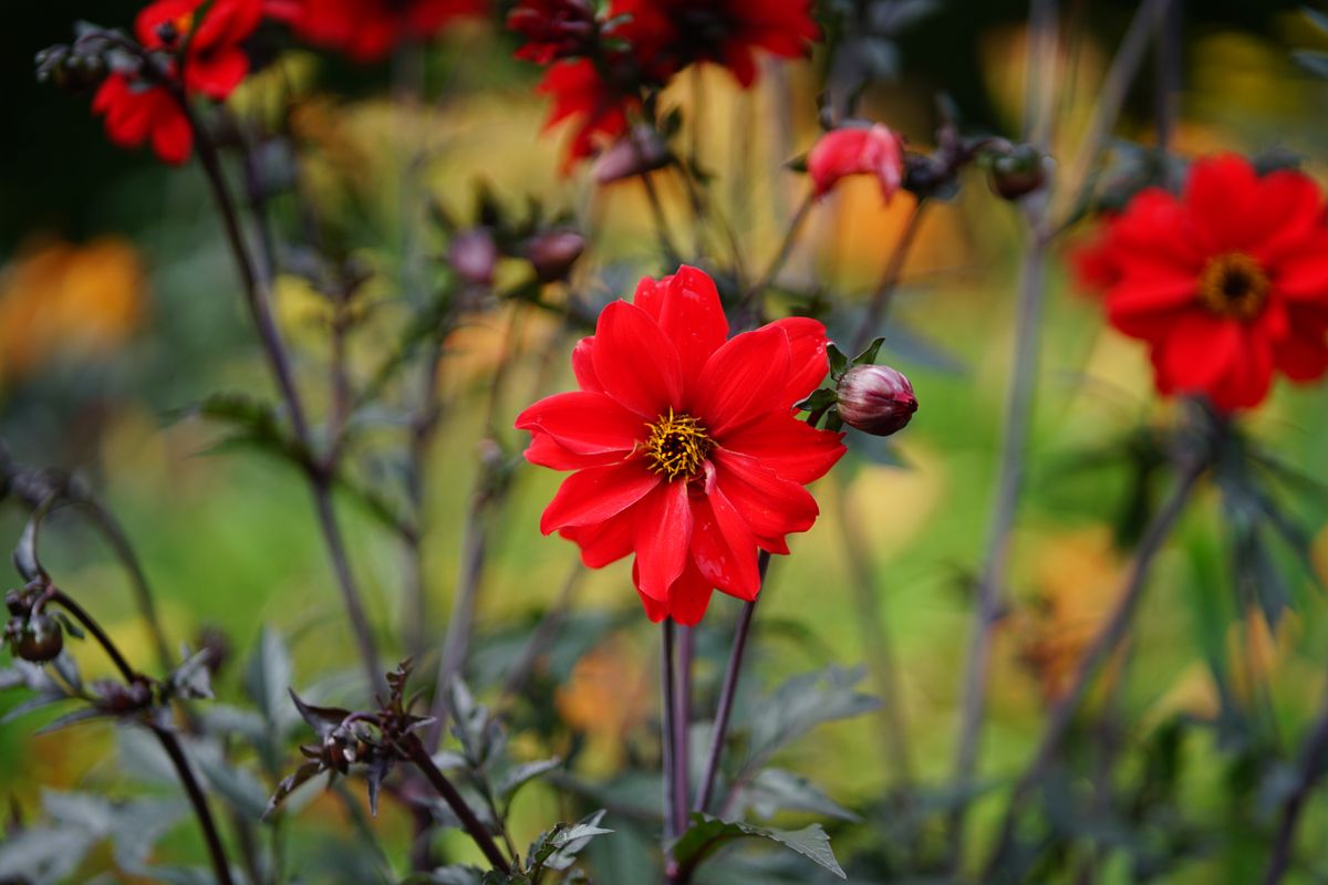 LK Samyang AF 85mm f/1.8 P FE sample image