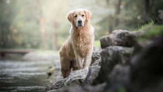 golden retriever