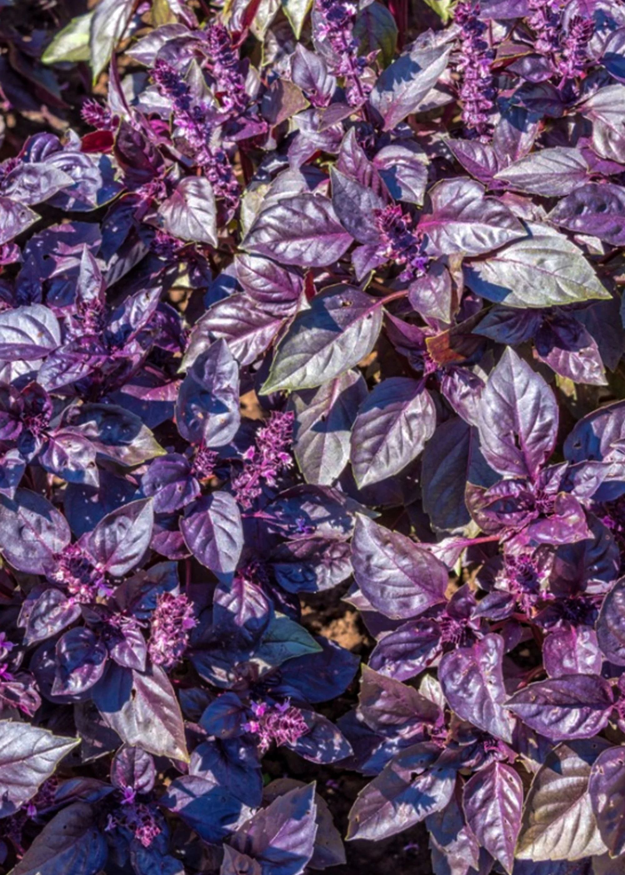 Close up of lots of purple basil