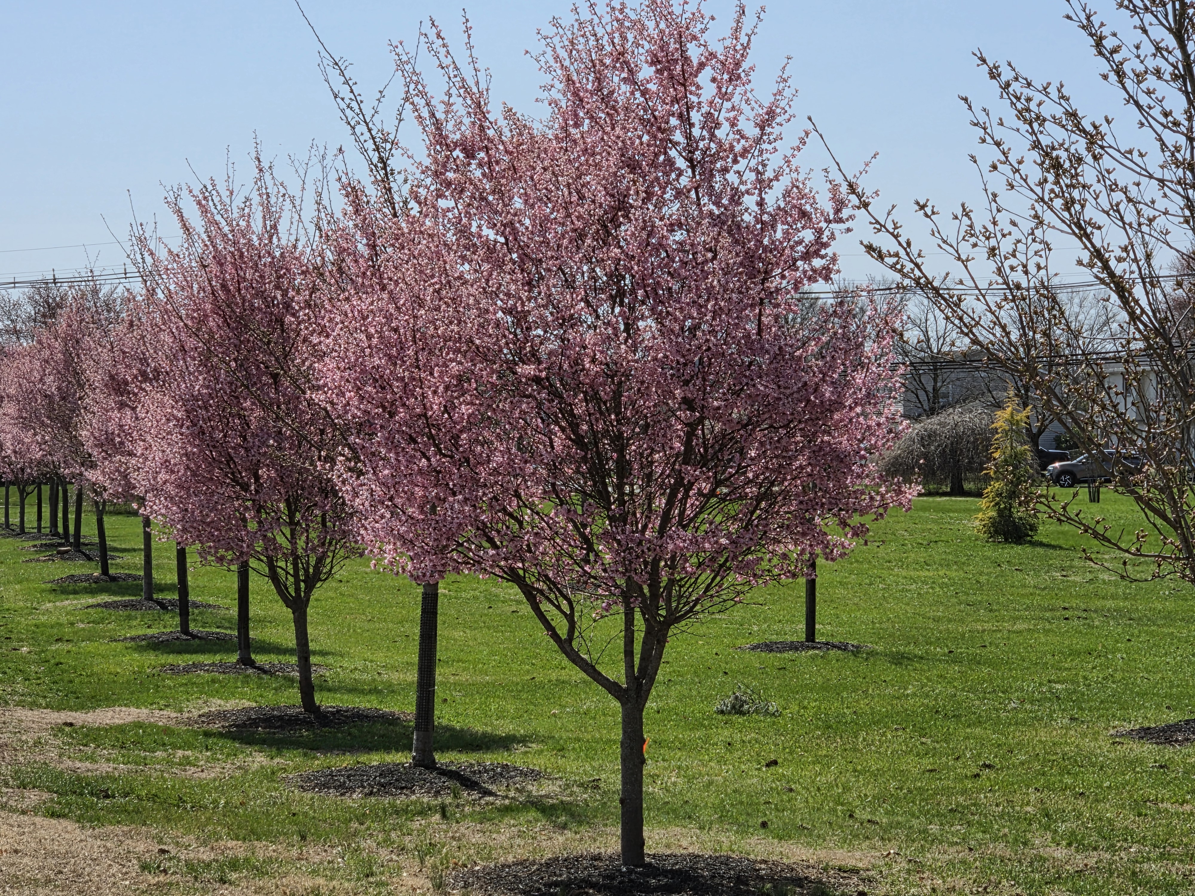 Samsung Galaxy S26 Plus camera samples