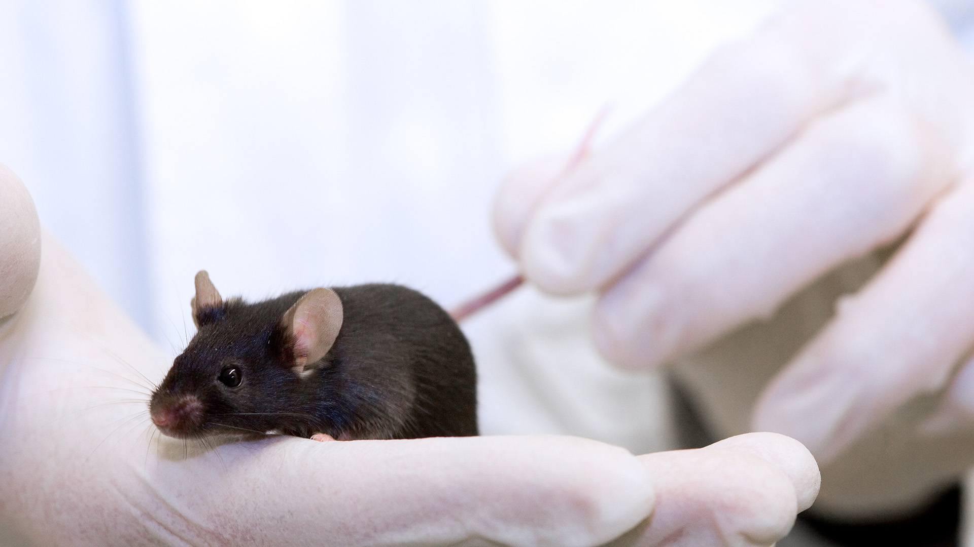 A small brown mouse sits in the palm of two white gloved hands.