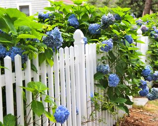 Blue hydrangeas growing through a white fence