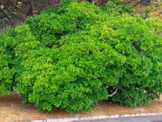 Large Green Pittosporum Shrub