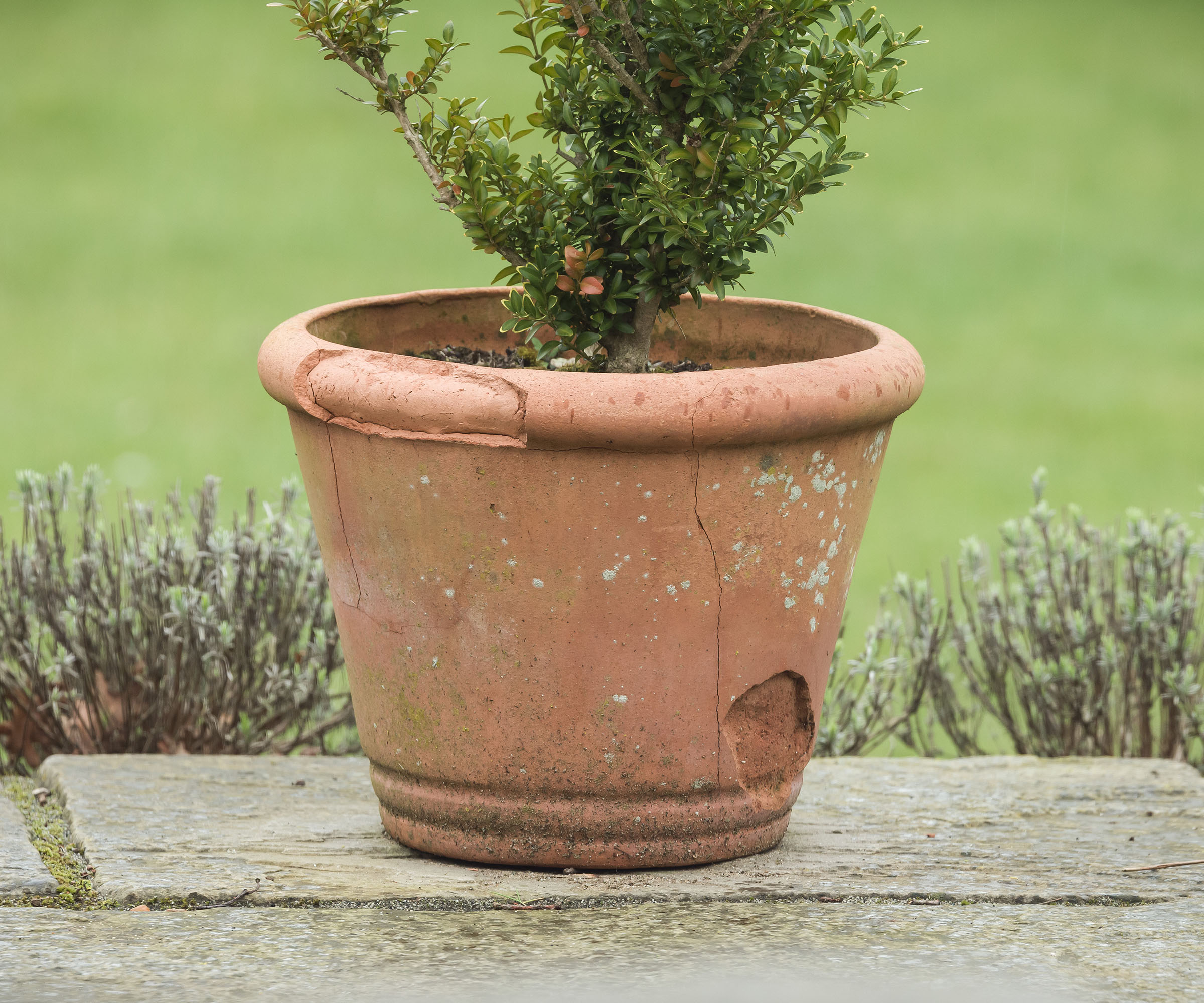 Frost damaged terracotta pot sits on a patio slab in a garden