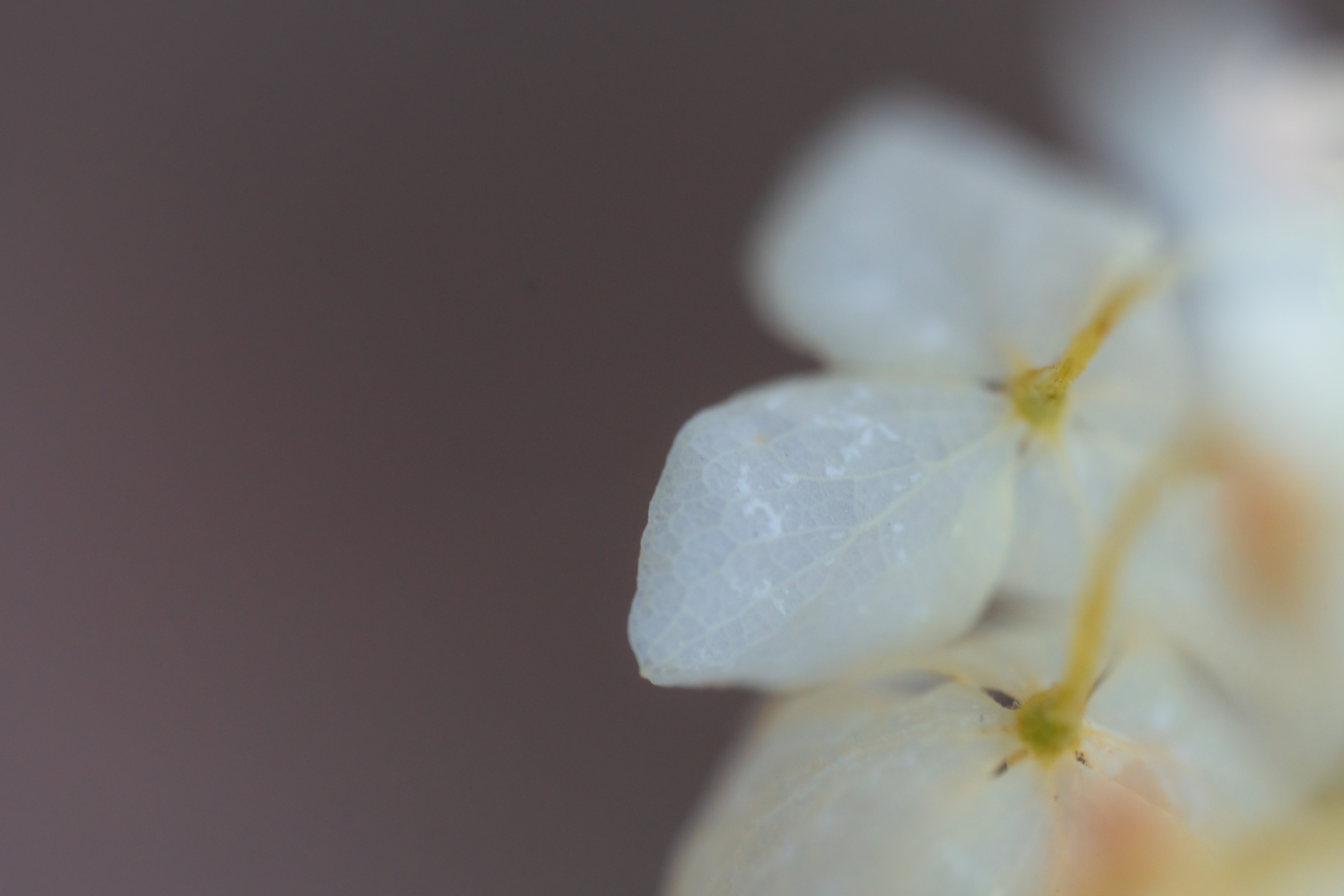 A macro photo of ice on fall leaves shot with the Sony FE 100mm f/2.8 Macro GM OSS