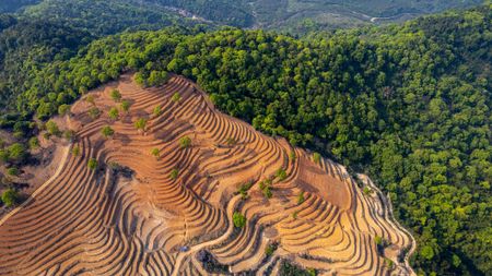 Aerial view of forest and bare hillside with trees growing on it.