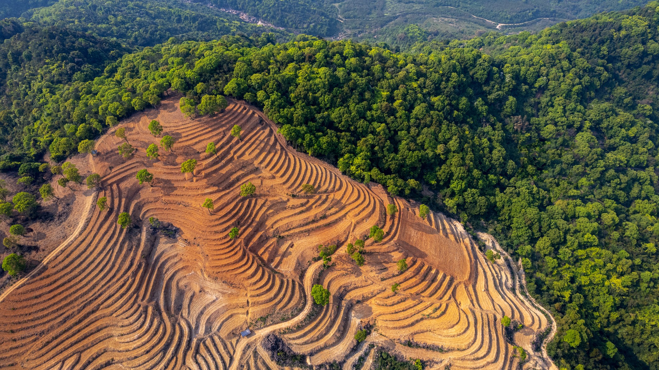 Chinese scientists use laser drones to count the country's trees — all 142.6 billion of them