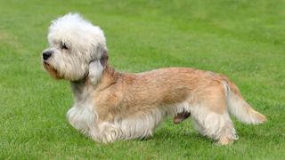 Dandie Dinmont Terrier standing in grass