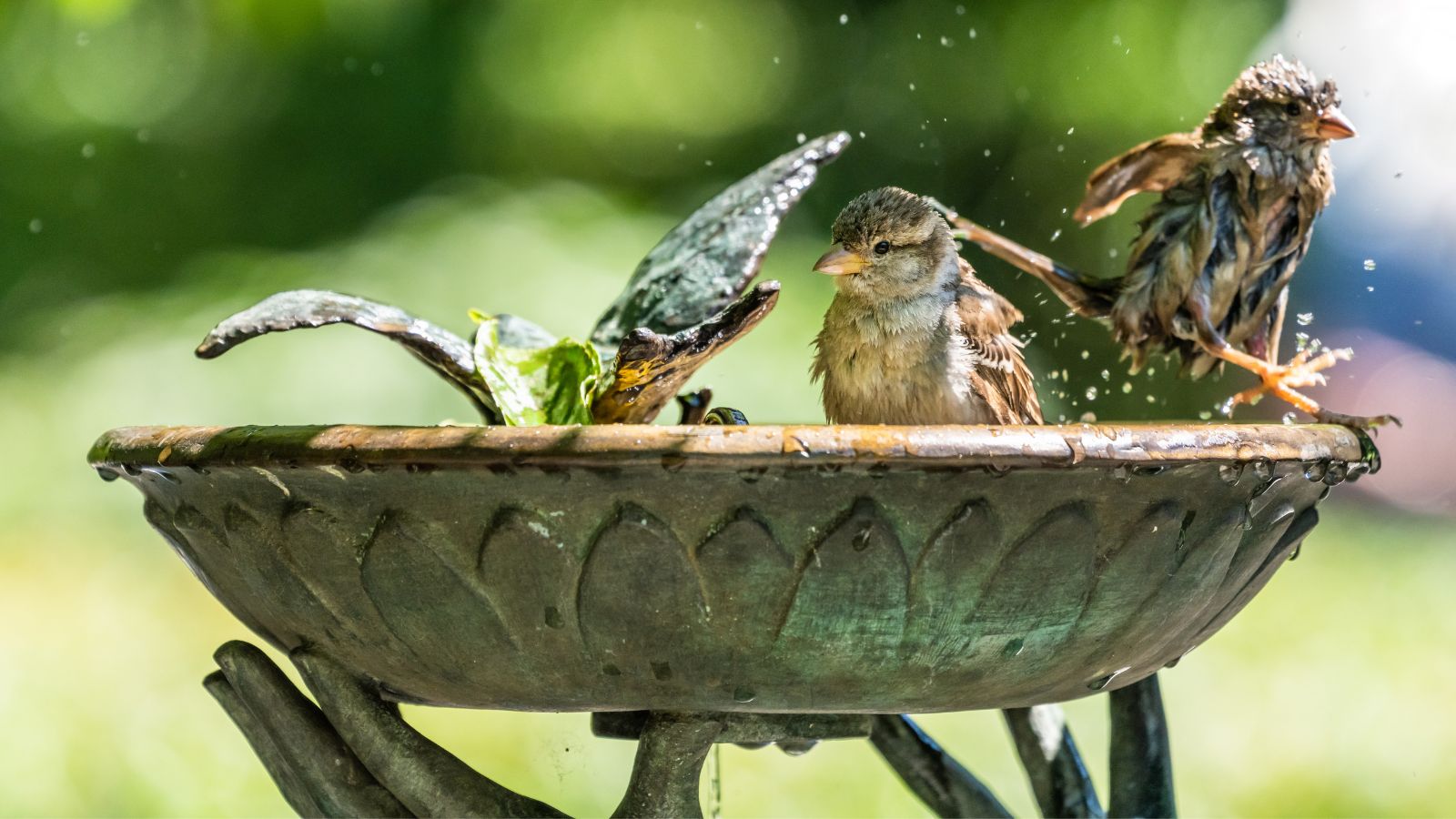 Birds bathing in a stone bird bath
