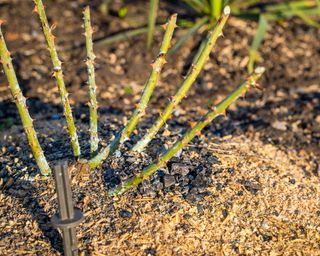 Bare root rose planted in ground, mulched and watered