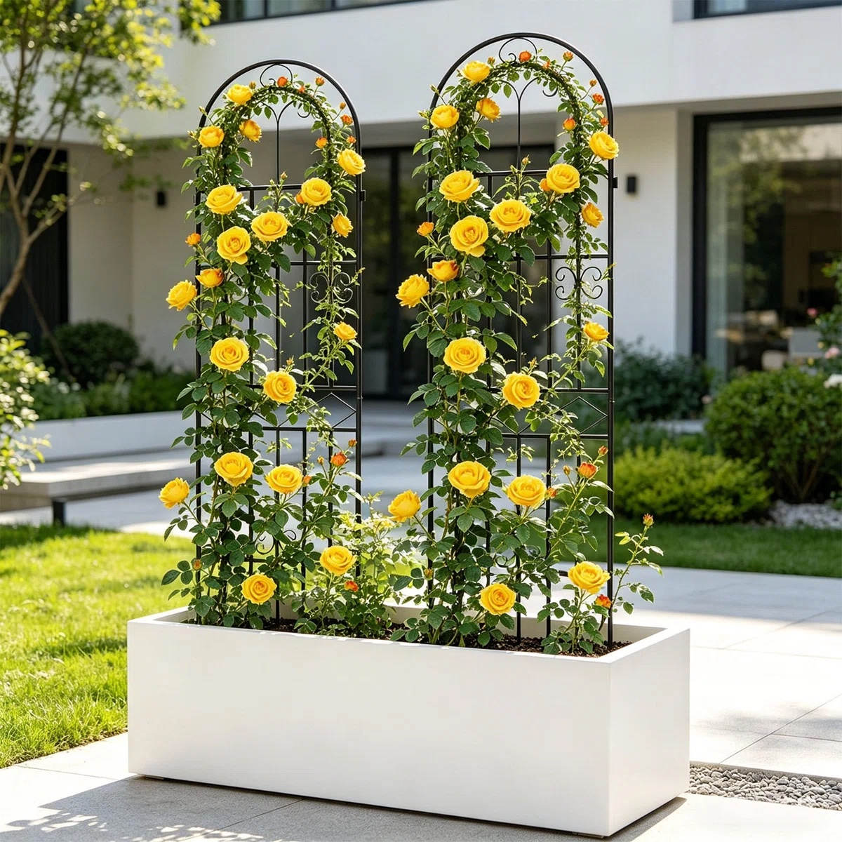 Red Barrel Studio garden trellis set with yellow roses growing in white planter in garden