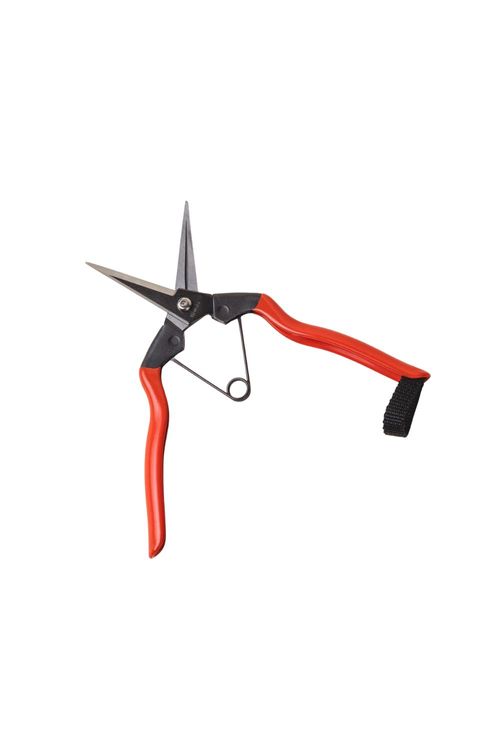 Garden Snips