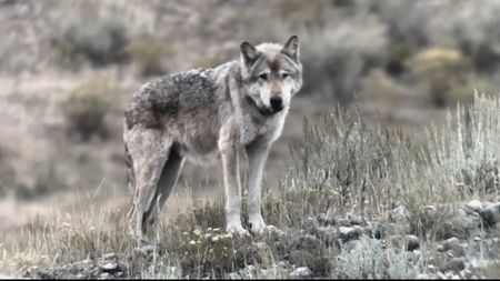 a wolf on a grey bushland landscape