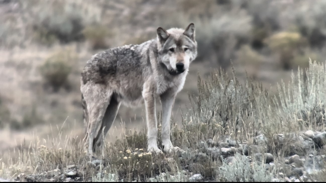 Yellowstone's 'queen of the wolves' killed by rival pack after living to 11 years old and having 10 litters of pups