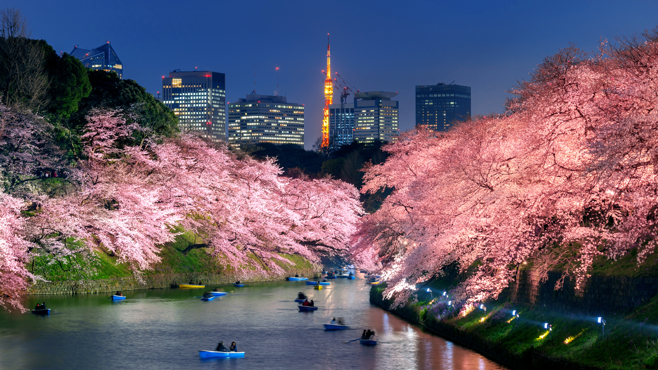 Cherry blossoms at Chidorigafuchi park in Tokyo, Japan