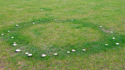 Fairy ring and mushrooms growing on a lawn