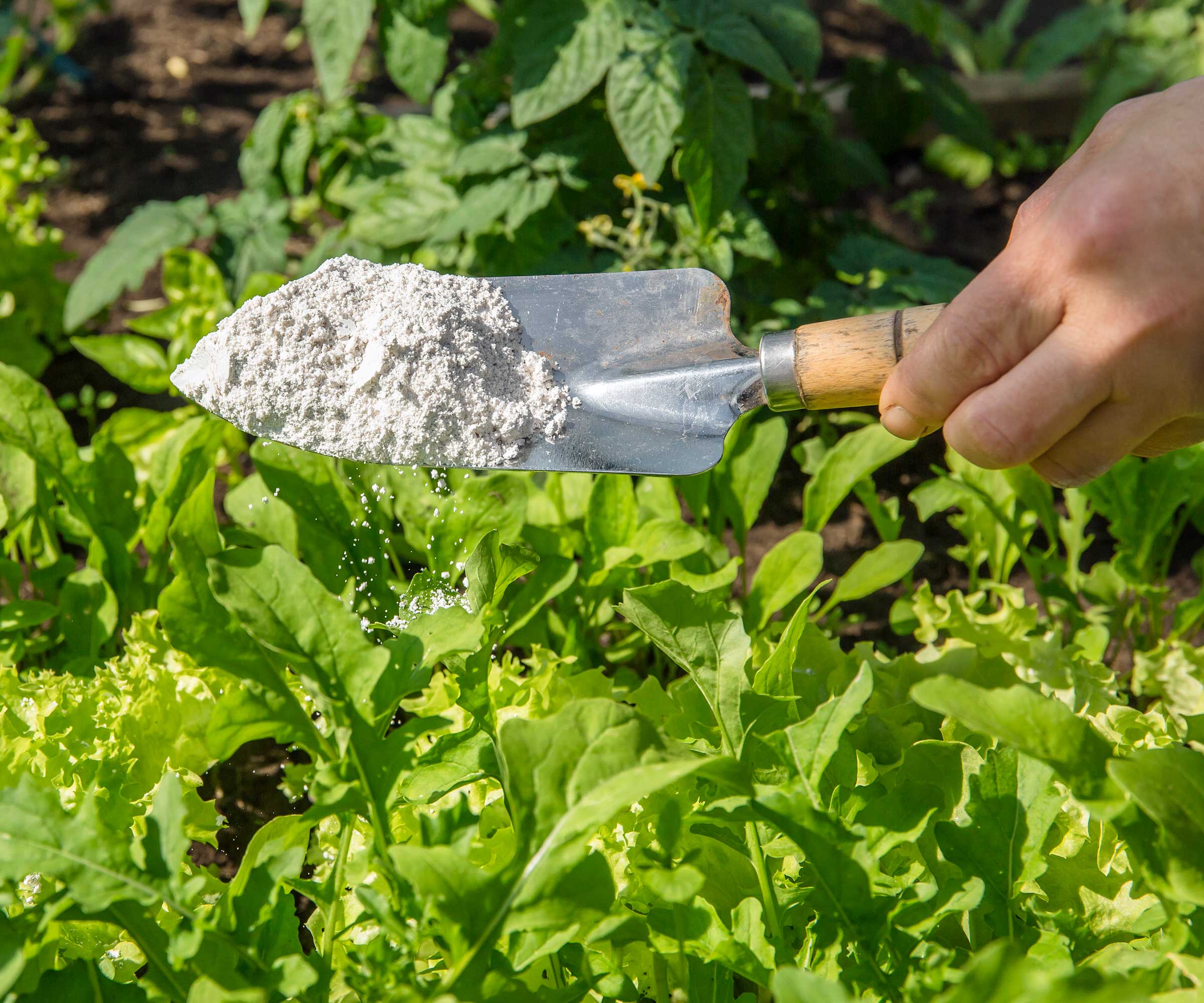 diatomaceous earth on garden trowel