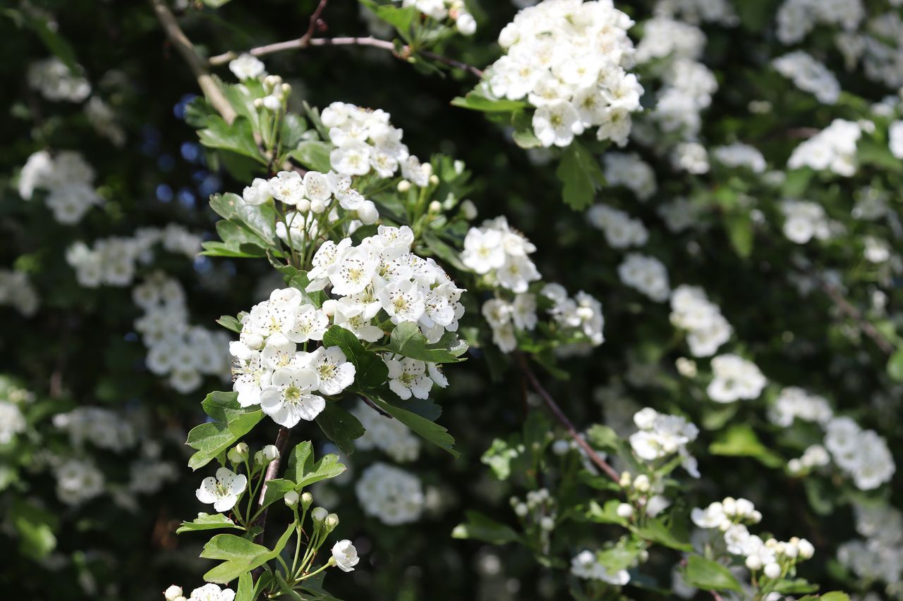Canon EOS 250D review