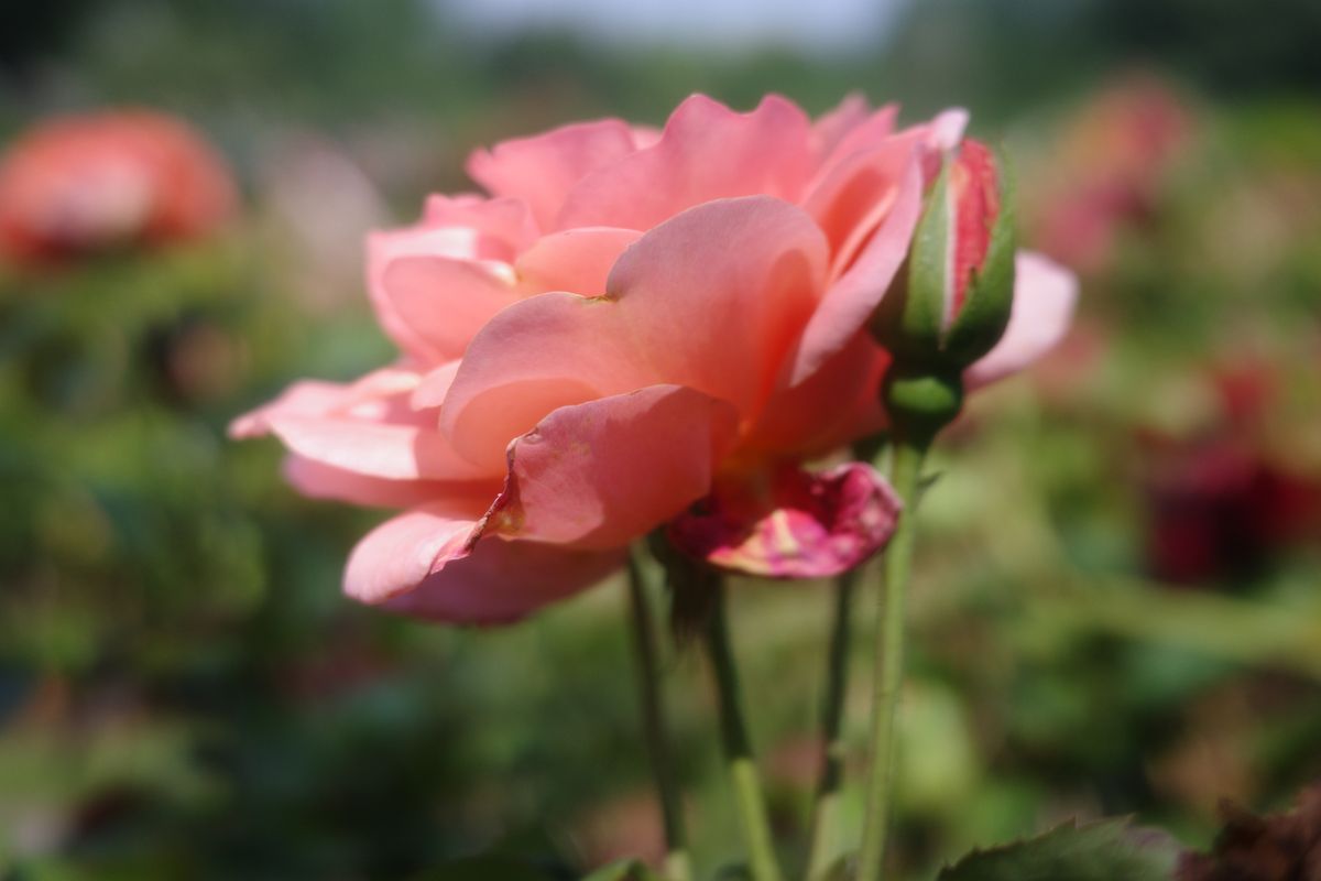 Flowers from the New York Botanical Garden