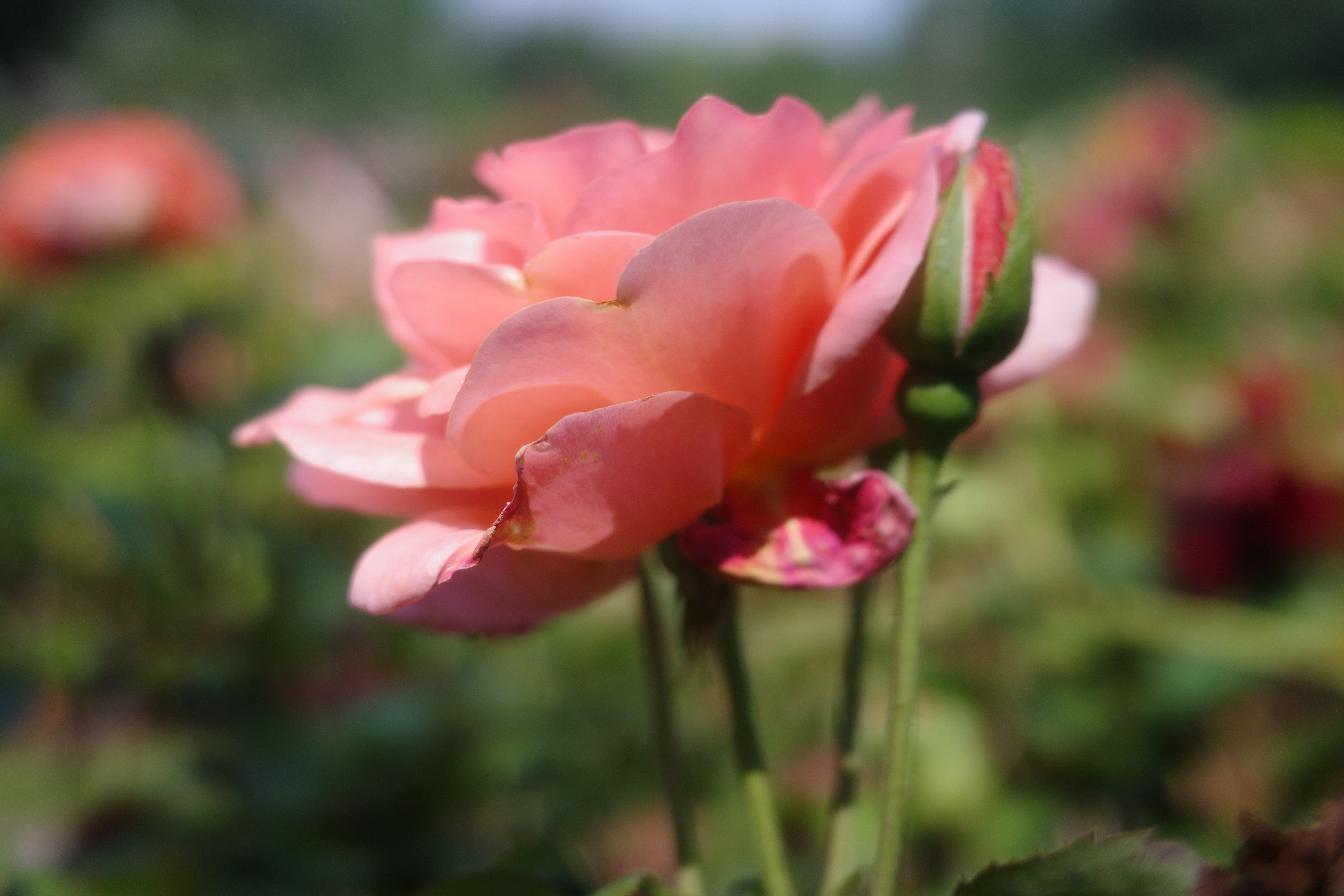 Flowers from the New York Botanical Garden