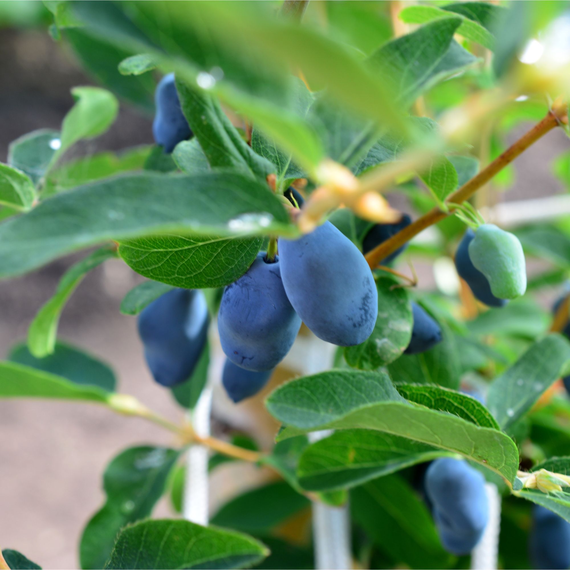 Honeyberries growing on honeyberry plant in garden