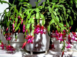 Delicate fresh flower of a Christmas cactus,D