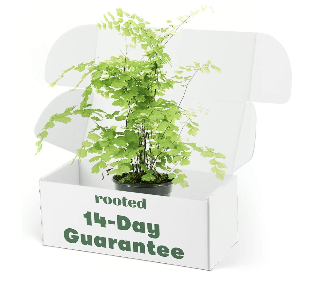 maidenhair fern plant