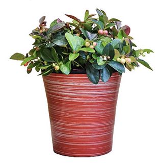 Green Promise Farms Christmas Wintergreen in Holiday Pot