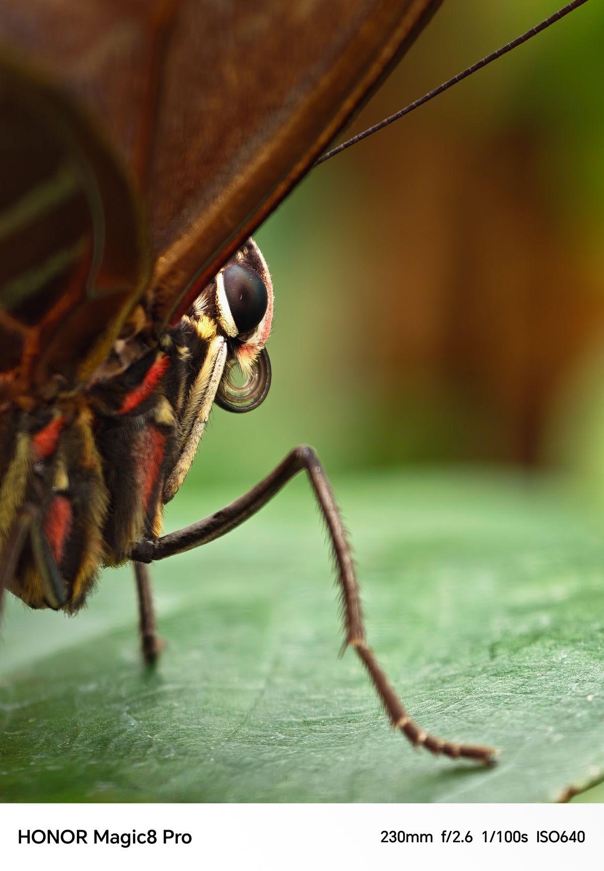 Close-up of a butterfly shot on an Honor Magic 8 Pro