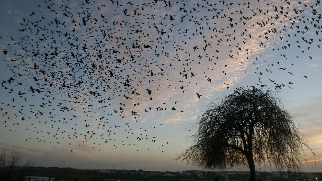 New Mexico Bird migration 