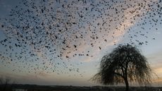 New Mexico Bird migration 