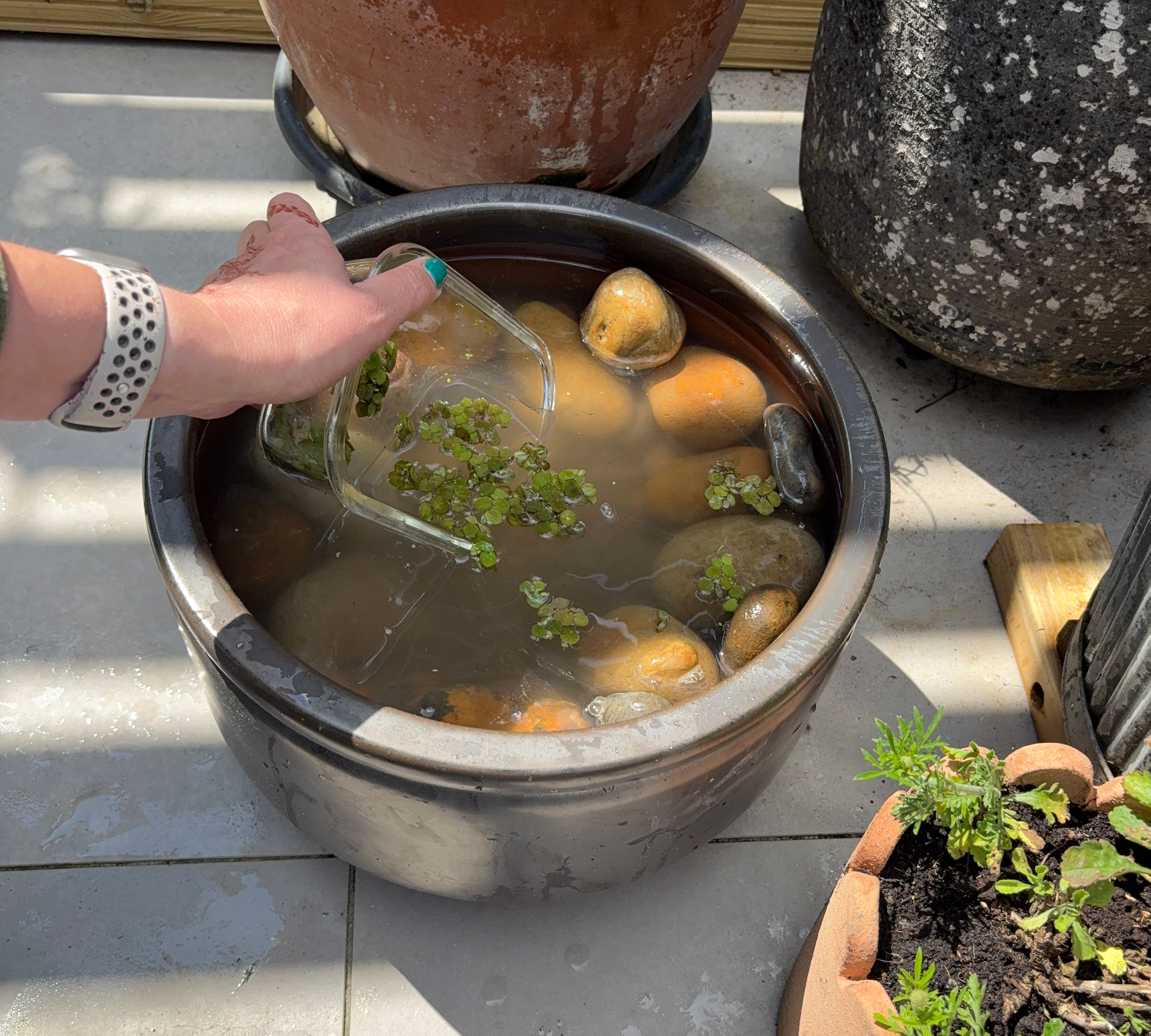 Grey ceramic planter on a grey paved patio filled with pebbles and water with a hand tipping in pond plants