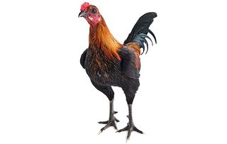 chicken breeds