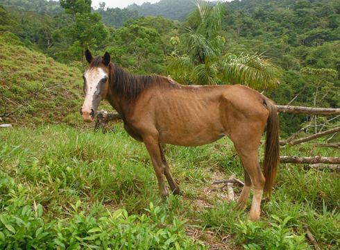 Equine-in-Costa-Rica.jpg
