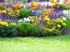 Full Colorful Flowered Garden