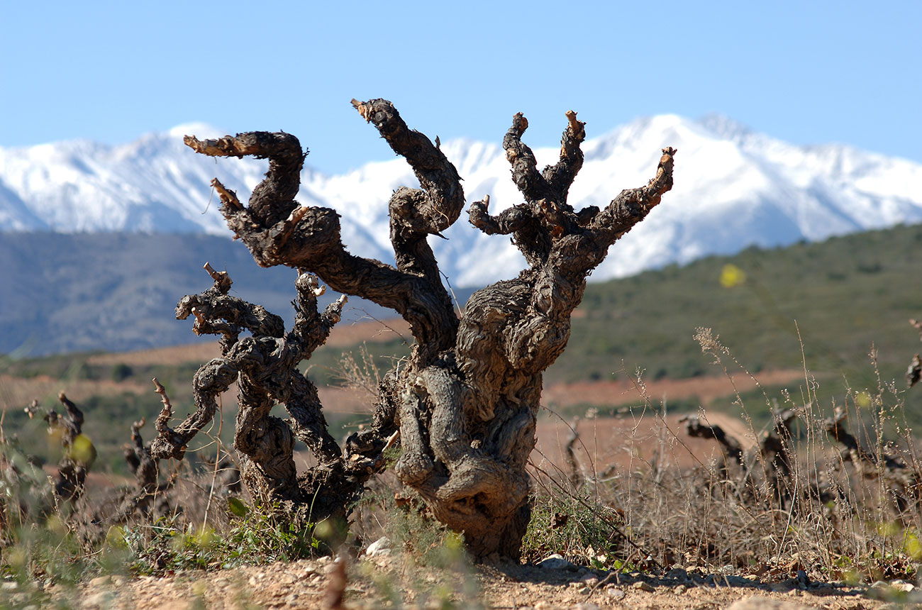 Roussillon old vines