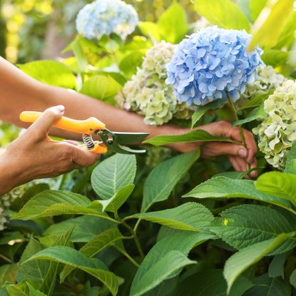 woman's hands pruning blue hydrangea