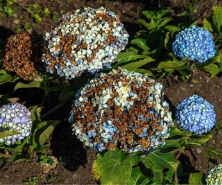 Sunburned hydrangea