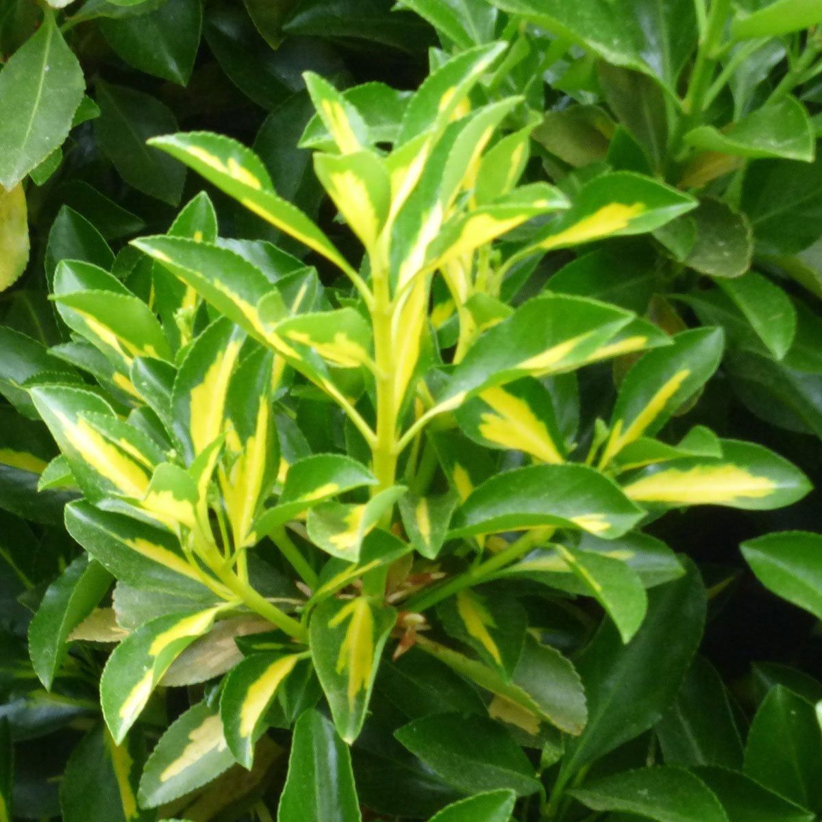 Golden Euonymus Shrub