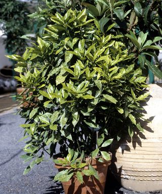 Aucuba japonica shrub growing in a container