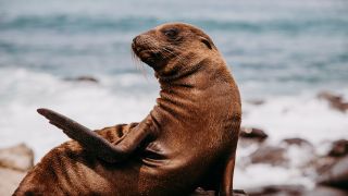 Sea lion on beach at La Jolla, California