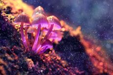Mushrooms containing psilocybin.
