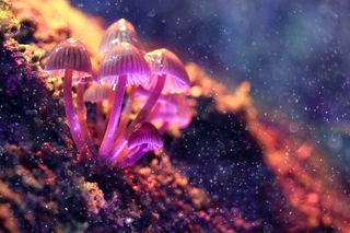 Mushrooms containing psilocybin.