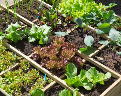 Square foot vegetable raised bed divided into squares