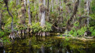 Florida's tropical mangrove swamp landscape