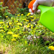 green pump spray bottle spraying dandelions with vinegar