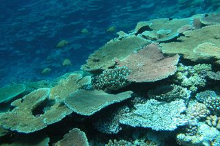 Healthy reef at Low Islands