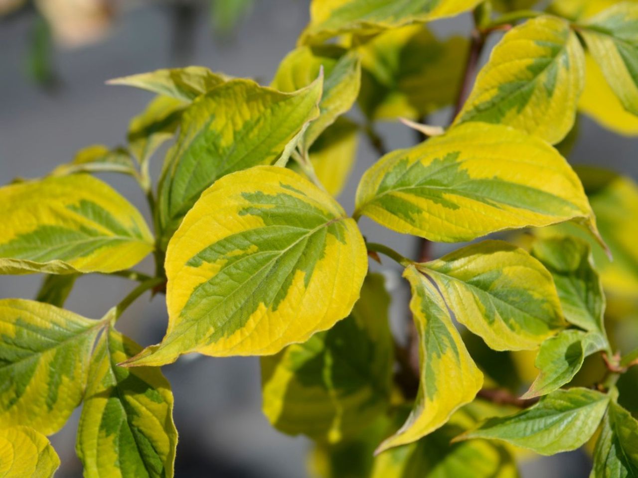 Leaf Drop On Dogwood Trees